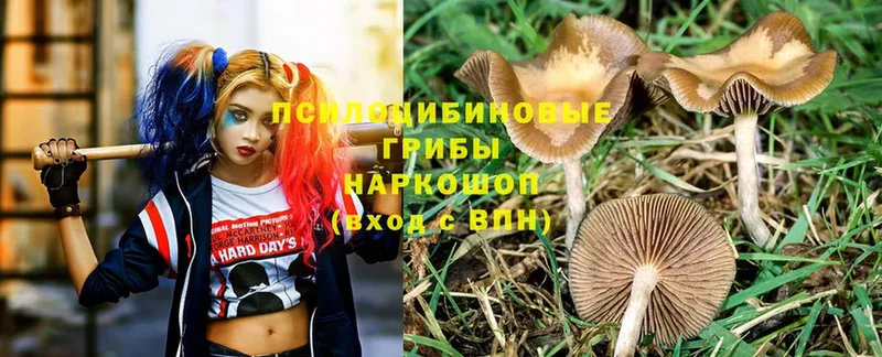 Галлюциногенные грибы Psilocybe  где купить наркоту  Кузнецк 